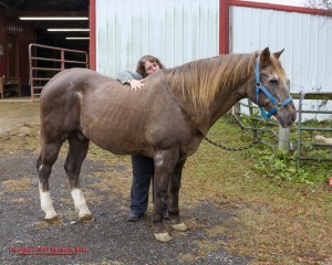 35-year-old Quarter Horse Pete