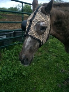 Quarter Horse Peter Pan with his Eye Patch