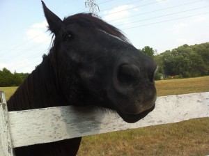 Loki hoping for apples