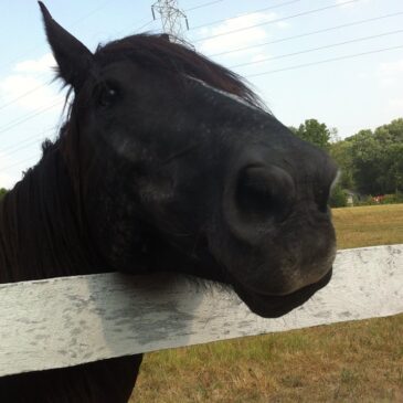 Horse Report: Loki