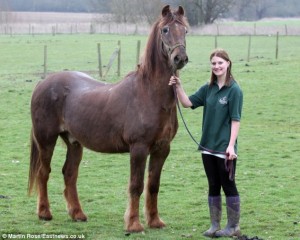 Shayne, a liver chestnut Irish Draught at age 51