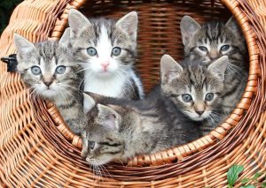 A basket of kittens--adorable!