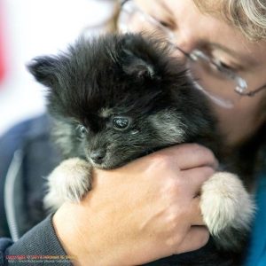 The author, Jaden Terrell, holding 12-week-old Pomeranian, Shadow, the day she met him.
